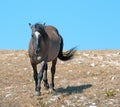 Wild Horse Grulla Gray colored Band Stallion on Sykes Ridge in the Pryor Mountains in Montana Ã¢â¬â Wyoming